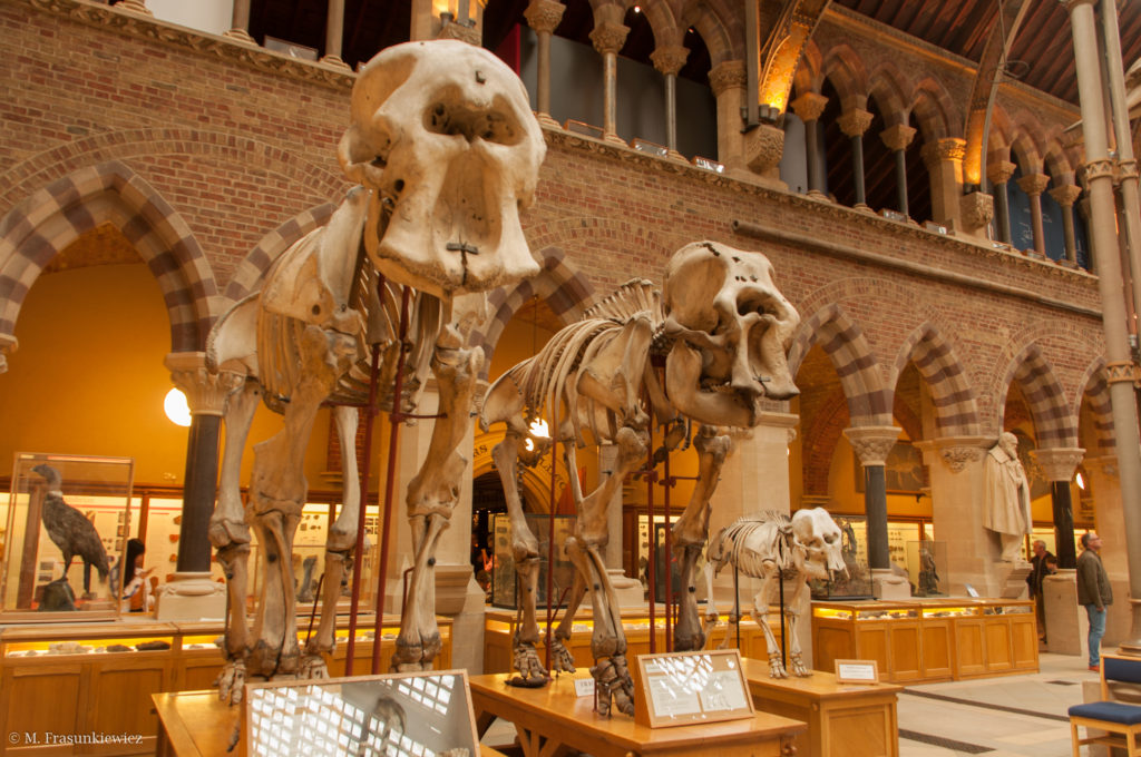 Zakręcona w Podróży: Oksford - Oxford University Museum of Natural History